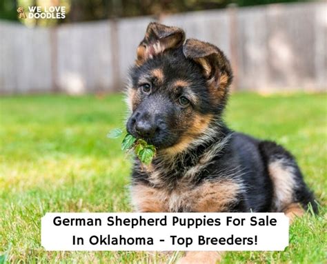 German shepherd puppies oklahoma - Find German Shepherd puppies for saleNear Arkansas. Find German Shepherd puppies for sale. German Shepherds are renowned for their incredible trainability, work ethic, and physical grace. Their brains, size, and loyalty make them ideal police and service dogs, but they also make great friends. Learn more. 